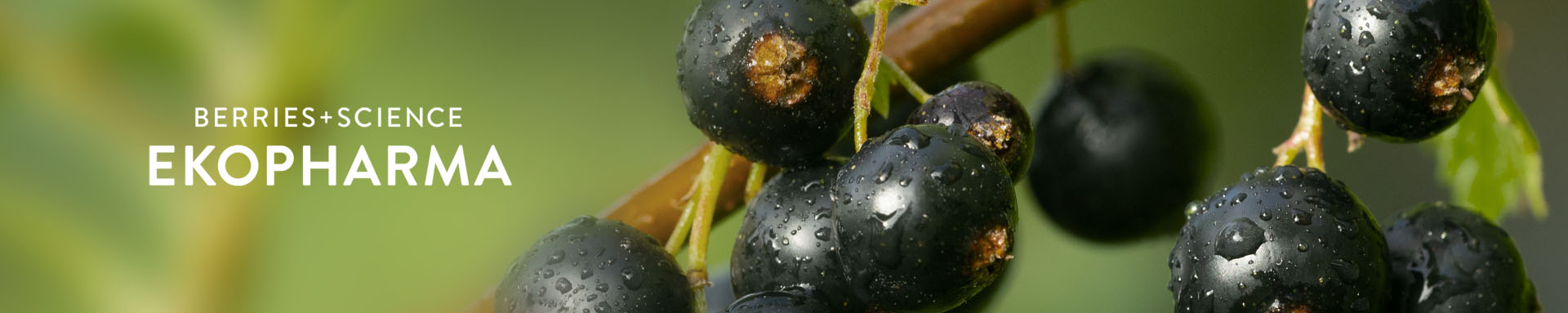 Kuva Ekopharma tuotteissa käytettävästä marjasta: Herukka