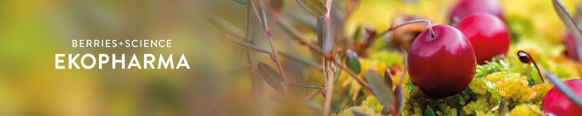 Kuva Ekopharma tuotteissa käytettävästä marjasta: Karpalo