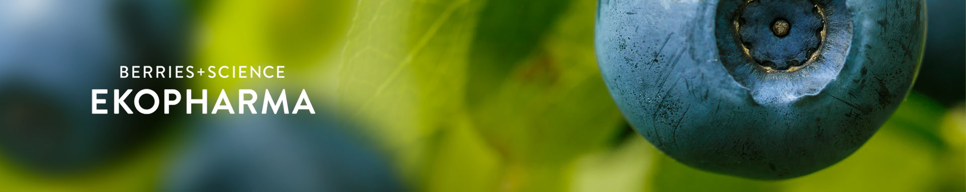 Kuva Ekopharma tuotteissa käytettävästä marjasta: Mustikka