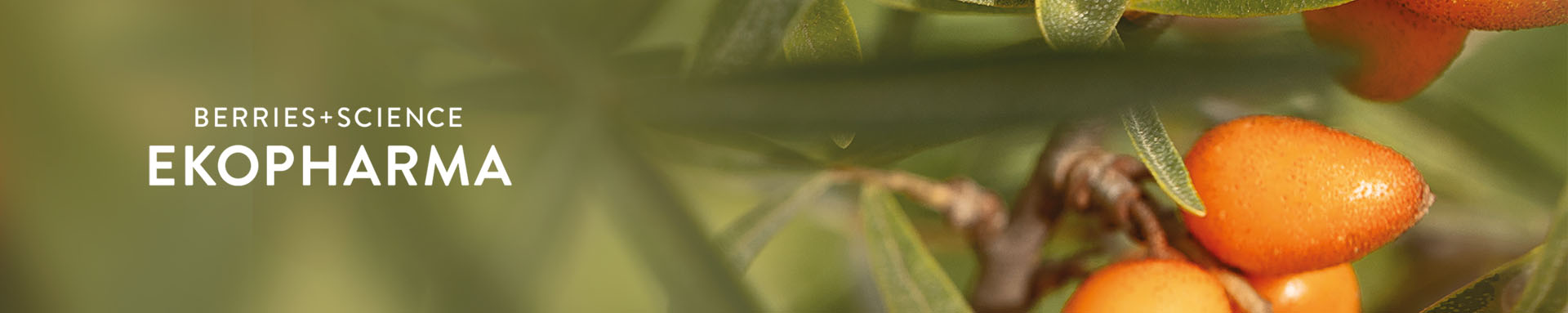 Kuva Ekopharma tuotteissa käytettävästä marjasta: Lakka