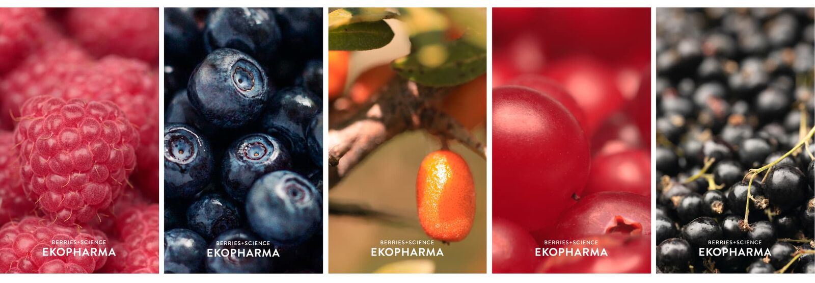 Kuva missä on Ekopharma -tuotteissa käytettäviä marjoja: Vadelma, mustikka, lakka, karpalo ja herukka